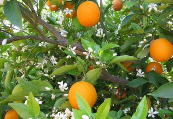 be8efb41413f36aa0ca212235ddfb8fa