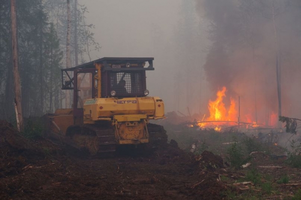 Главный ресурс мировой экологии: как в России работает программа восстановления и охраны лесов