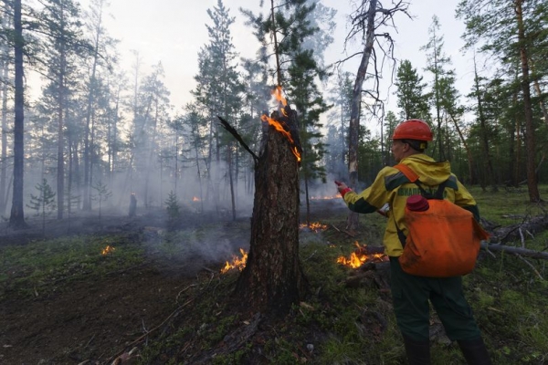 Главный ресурс мировой экологии: как в России работает программа восстановления и охраны лесов