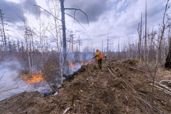 Главный ресурс мировой экологии: как в России работает программа восстановления и охраны лесов
