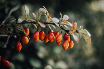 Почему считать калории бессмысленно или что такое система питания LCHF