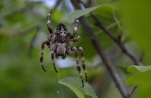 В Великобритании мужчину укусила ложная чёрная вдова