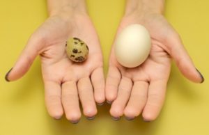 Какие яйца полезнее — куриные или перепелиные