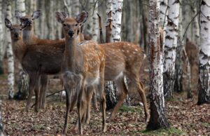 В Великобритании решили кормить детей и заключенных олениной по странной причине