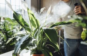 Как увлажнить воздух в квартире без увлажнителя: 12 способов