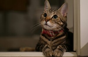 Московские ветеринары помогли проглотившей иголку кошке