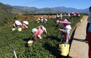 Большая Чайная Охота 2024 (9-22 сентября)