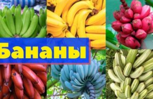 Первые выращенные в России бананы могут появиться к концу года