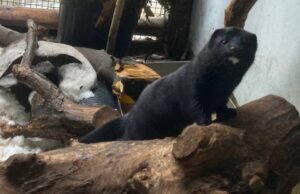 Американская норка по кличке Чебурашка “переехала” в Москву
