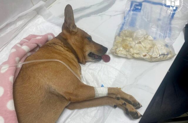 moskovskie-veterinary-rasskazali-pro-spasenie-psa-naevshegosja-polietilenovyh-paketov-9acdd23