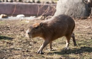 Семья капибар выбралась на весеннее солнце