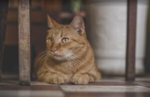 Домашние животные оказывают большее влияние в социальных сетях, чем люди