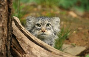 Зоологи посадили манула на диету: кормят один раз в день