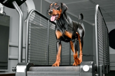 chto-takoe-dog-fitnes-pravila-uprazhnenija-trenirovki-dlja-sobak-86acd68