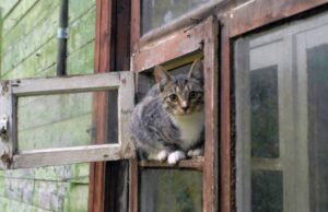 Страшная история женщины с 10 кошками: квартира завалена мусором под потолок