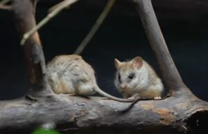 В зоопарке представили крыс, которые узнают друг друга по запаху