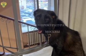 Выяснилось, зачем москвичка завела в квартире чернобурого лиса