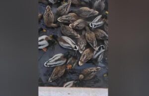 Выяснились подробности спасения 130 уток из Яузы: эвакуировали на каток