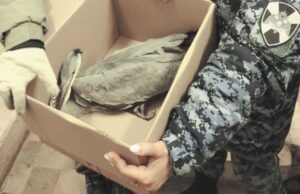 Аномальные морозы стали причиной бедствия для серой цапли в Москве
