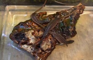 Конфискованные вараны размножились в московском зоопарке