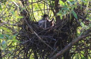 Московские ушастые совы намекнули на приход весны: стали вить гнезда