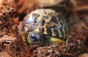 Выяснились подробности рождения лучистых черепах в Москве: пол пока неизвестен