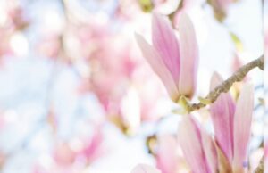 Поздравляем с Международным женским днём!