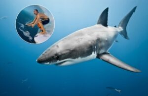 Майк Кутс, сёрфер, нападение акулы