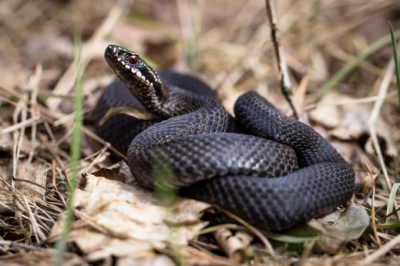 Лига триатлона & IRONSTAR 1/8 Москва, Лужники, 2026: дата, регистрация, маршрут, дистанции