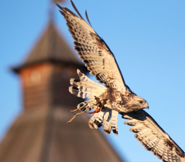 В Коломенском возродили старинную русскую забаву