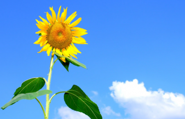 be0cf03457a907e5b9be086c3b7fb535