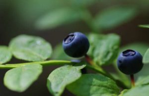 Нутрициолог Лана Беляева перечислила продукты, которые защищают от онкологии