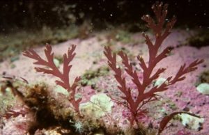 Учёные Уральского университета нашли в красных водорослях вещества для борьбы с коронавирусом