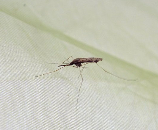 v-niderlandah-pilot-samoleta-otkazalsja-sovershat-rejs-posle-ukusa-komara-cd342a5