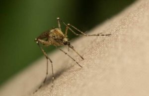 Nature: В ЕС из-за тигровых комаров распространяется лихорадка денге