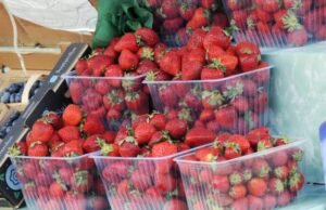 Стартует сезон торговли клубникой: цена впечатляет
