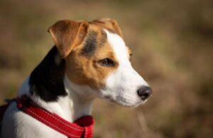 В Animals Health назвали породы собак, предрасположенных к раку