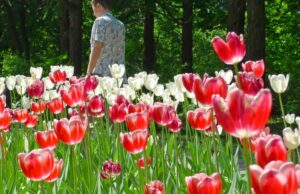 В столице появился сезонный вид воровства: садоводы охотятся за луковицами