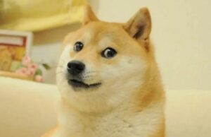 Умерла собака из популярного мема Doge