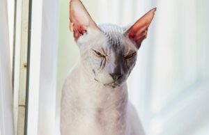 Названы домашние кошки с самой низкой продолжительностью жизни