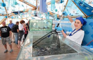 Тут рыбный дух, тут рыбой пахнет: в Москве открылся уникальный фестиваль