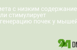 Диета с низким содержанием соли стимулирует регенерацию почек у мышей