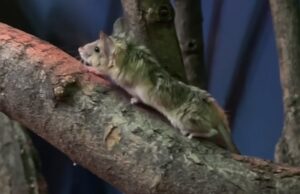 Зооспециалисты показали загадочных грызунов, которые 20 лет жили скрытно