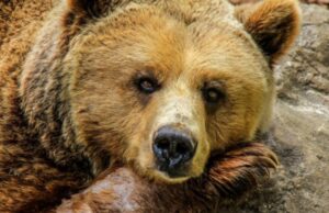 В Индии пожилого мужчину спасли от разъяренного медведя