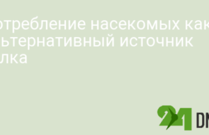 Потребление насекомых как альтернативный источник белка