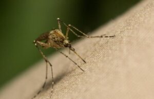 Дерматолог Самбурская заявила, что аллергия на укусы комаров связана со стрессом
