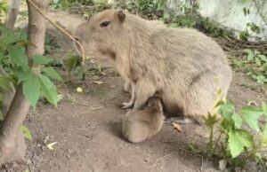 Маленьких капибар в зоопарке воспитывают всей семьей