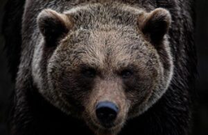 Названы самые опасные дикие животные Канады
