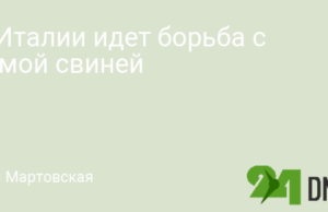 В Италии идет борьба с чумой свиней