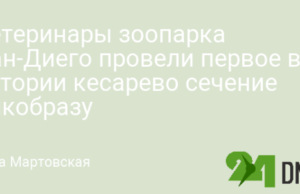 Ветеринары зоопарка Сан-Диего провели первое в истории кесарево сечение дикобразу